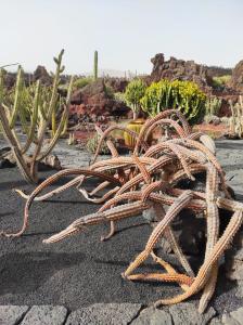 Christy 07 Medusa cactus